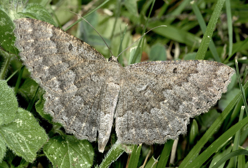 Gnophos furvata - Geometridae